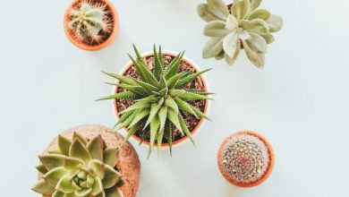 luckey plant