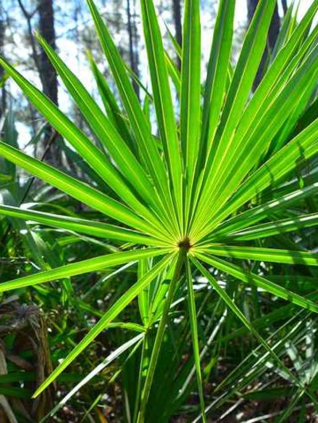 Buy saw palmetto plants for sale in best Uses, Benefits,