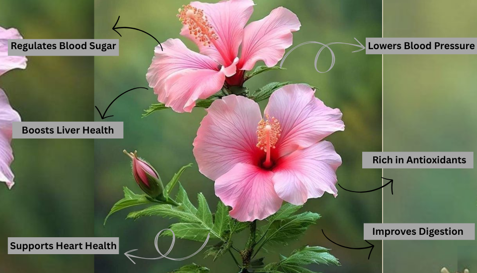 Benefits of Hibiscus Flowers
