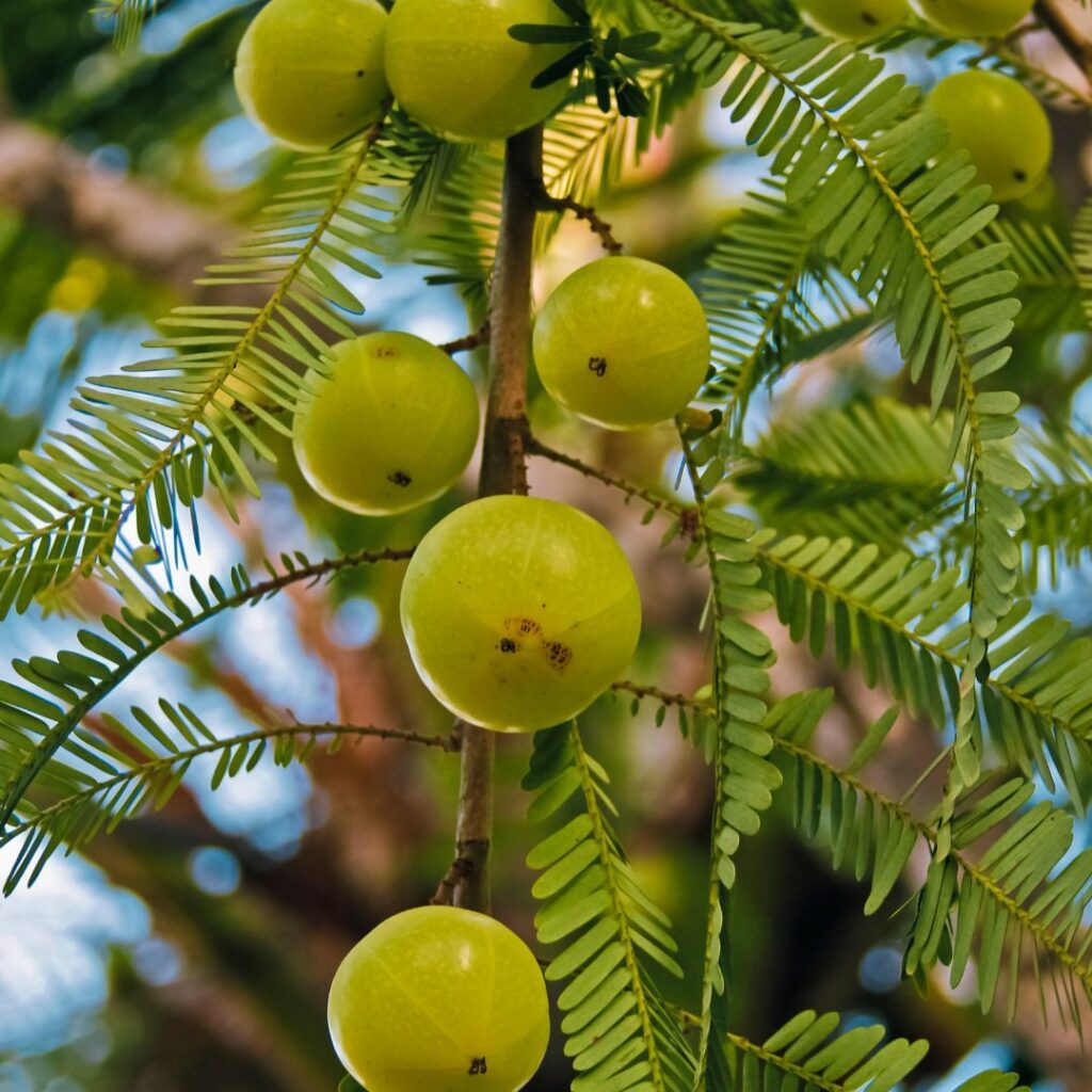 Winter Special Amla Chutney Recipe